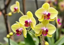 Orquídea Fest Poá 2026