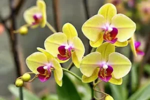 Orquídea Fest Poá 2026