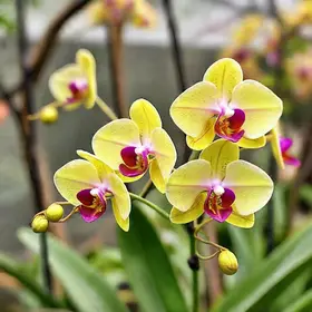 Orquídea Fest Poá 2026